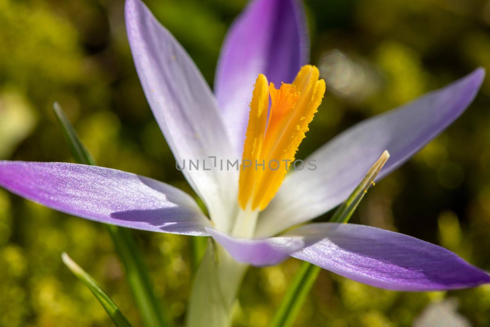 Close-up of purple crocus in bloom in a meadow in spring