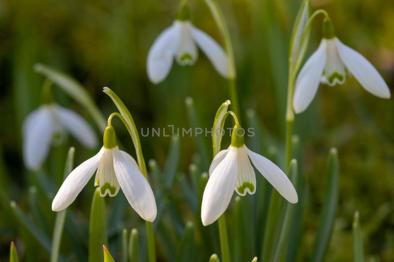 Close-up of several snowdrops in a meadow in spring