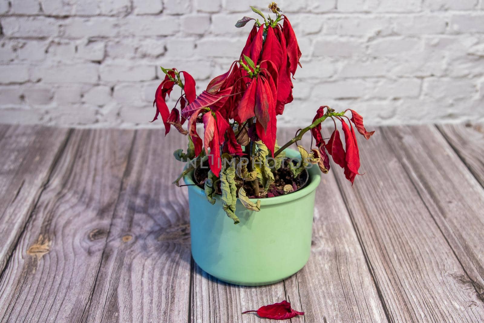 Withered red poinsettia in a flower pot by reinerc
