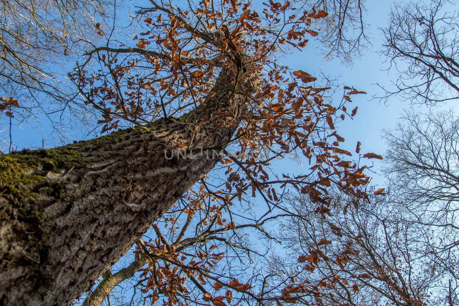 View along the trunk of a foliage tree by reinerc