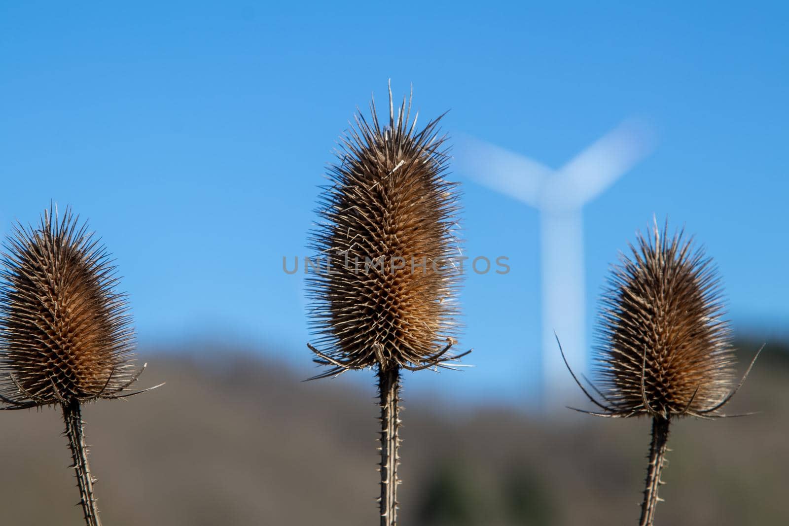 Close-up of withered wild teasel against blue sky with defocused wind wheel in the background