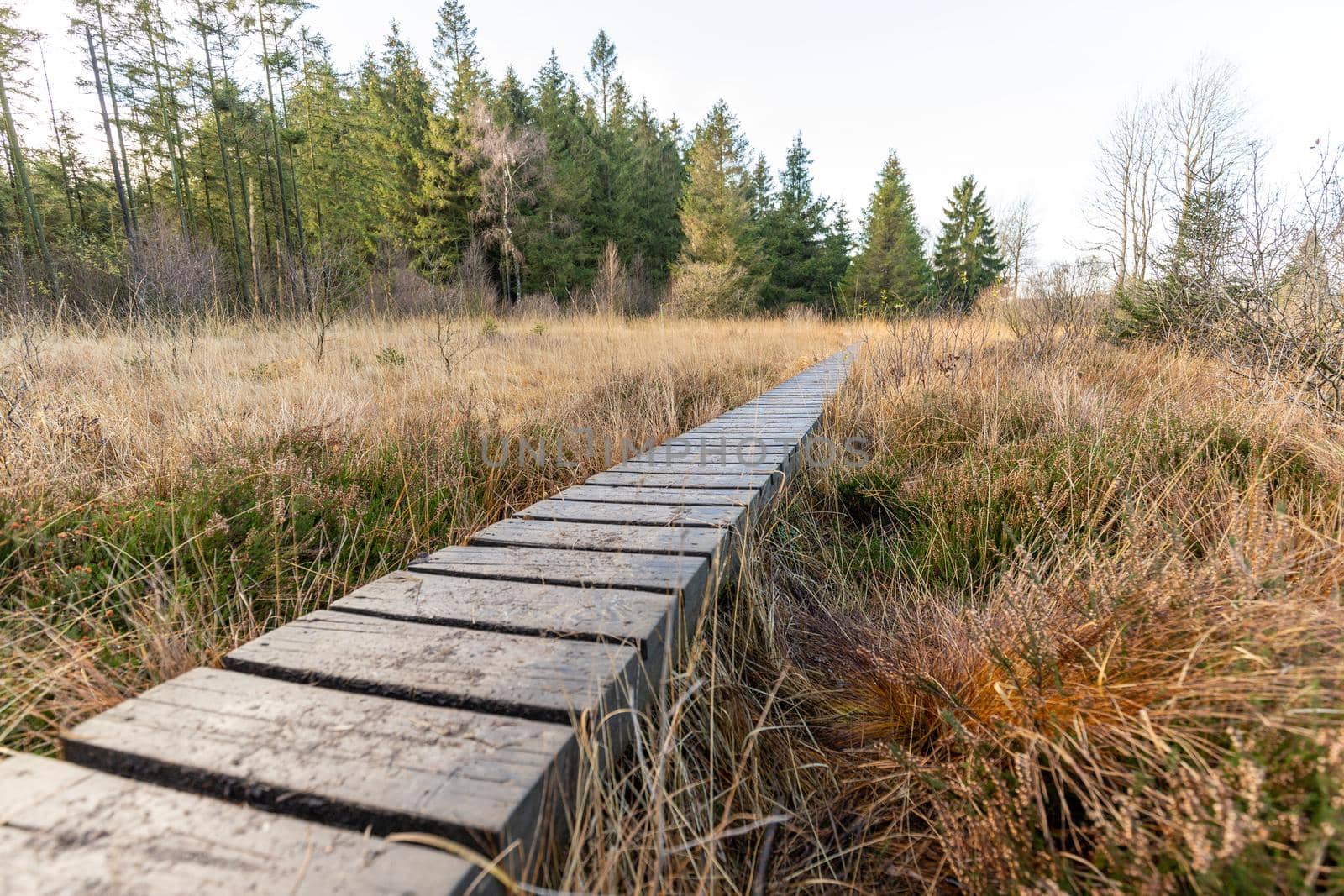 Boardwalk thought the moorland of the high fens in Belgium by reinerc