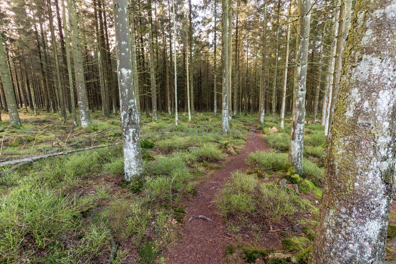 Footpath through the forest of the high fens in Belgium