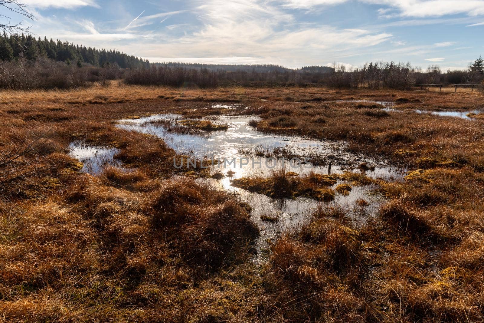 Swamp landscape in the High Fens in autumn 