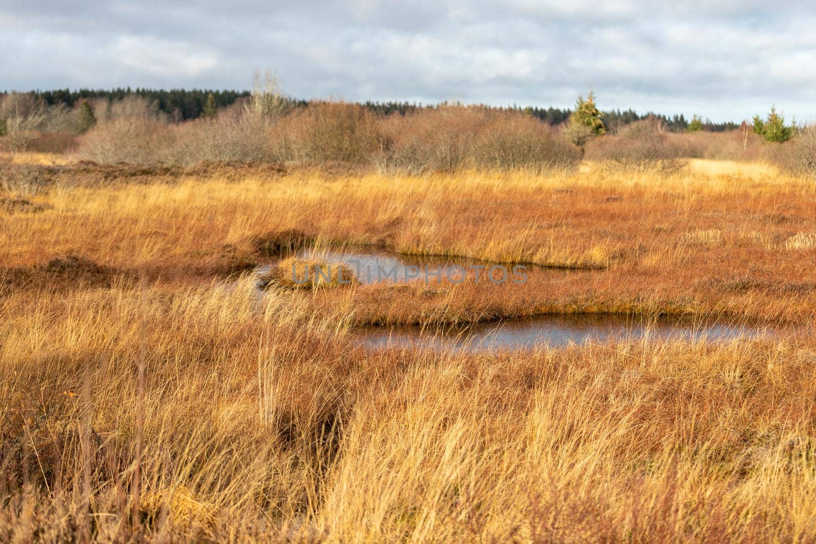Swamp landscape in the High Fens in autumn 