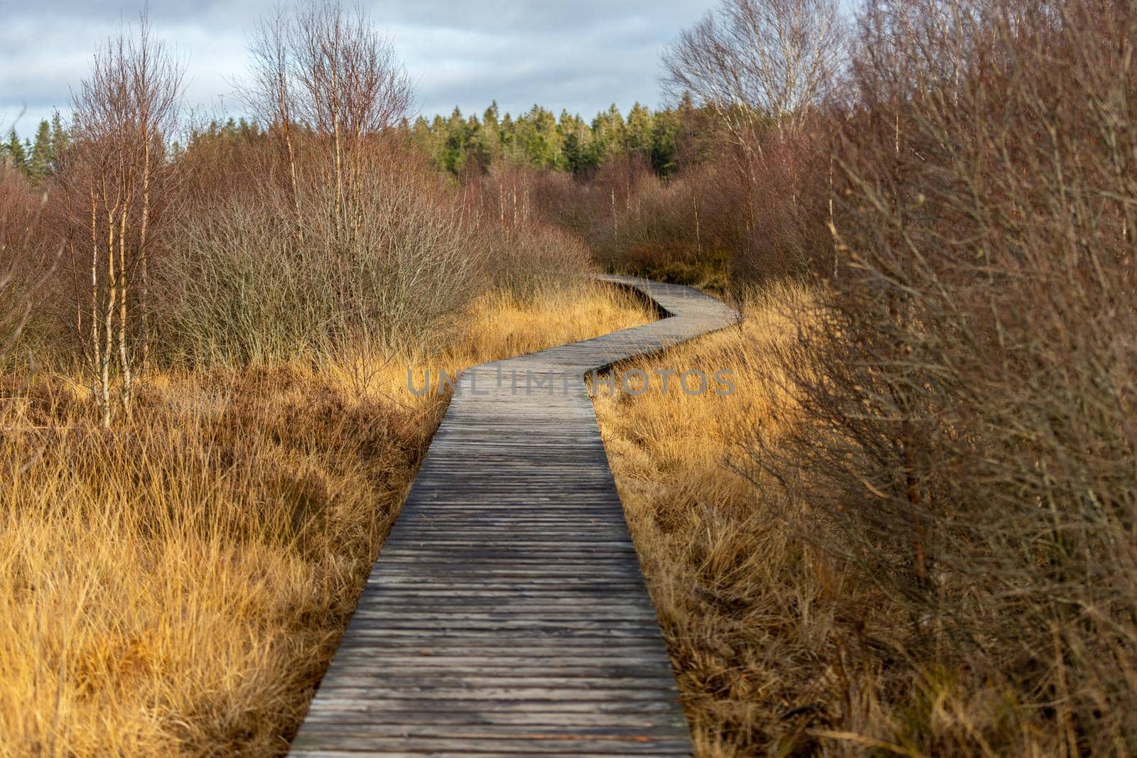 Boardwalk thought the moorland of the high fens in Belgium in autumn