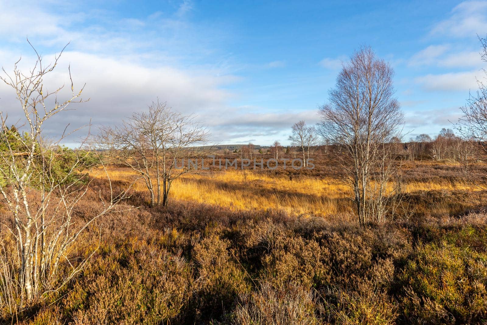 Colorful landscape in the High Fens in Belgium in autunm