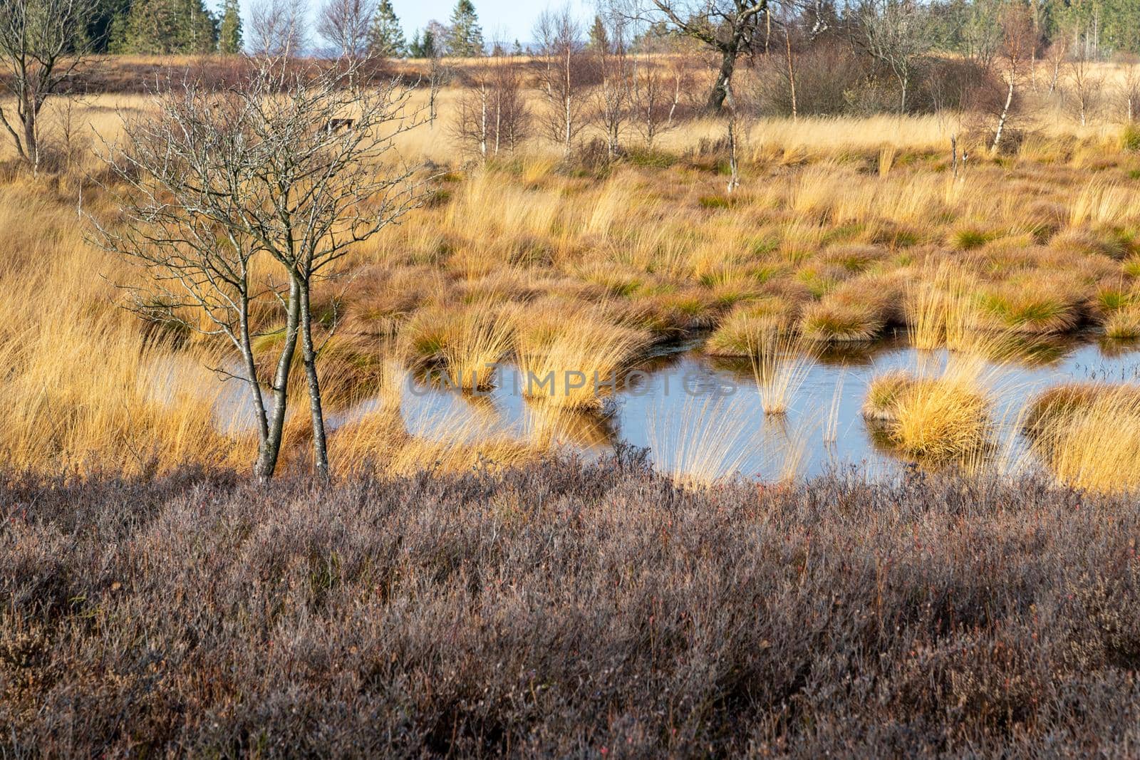 Swamp landscape in the High Fens by reinerc