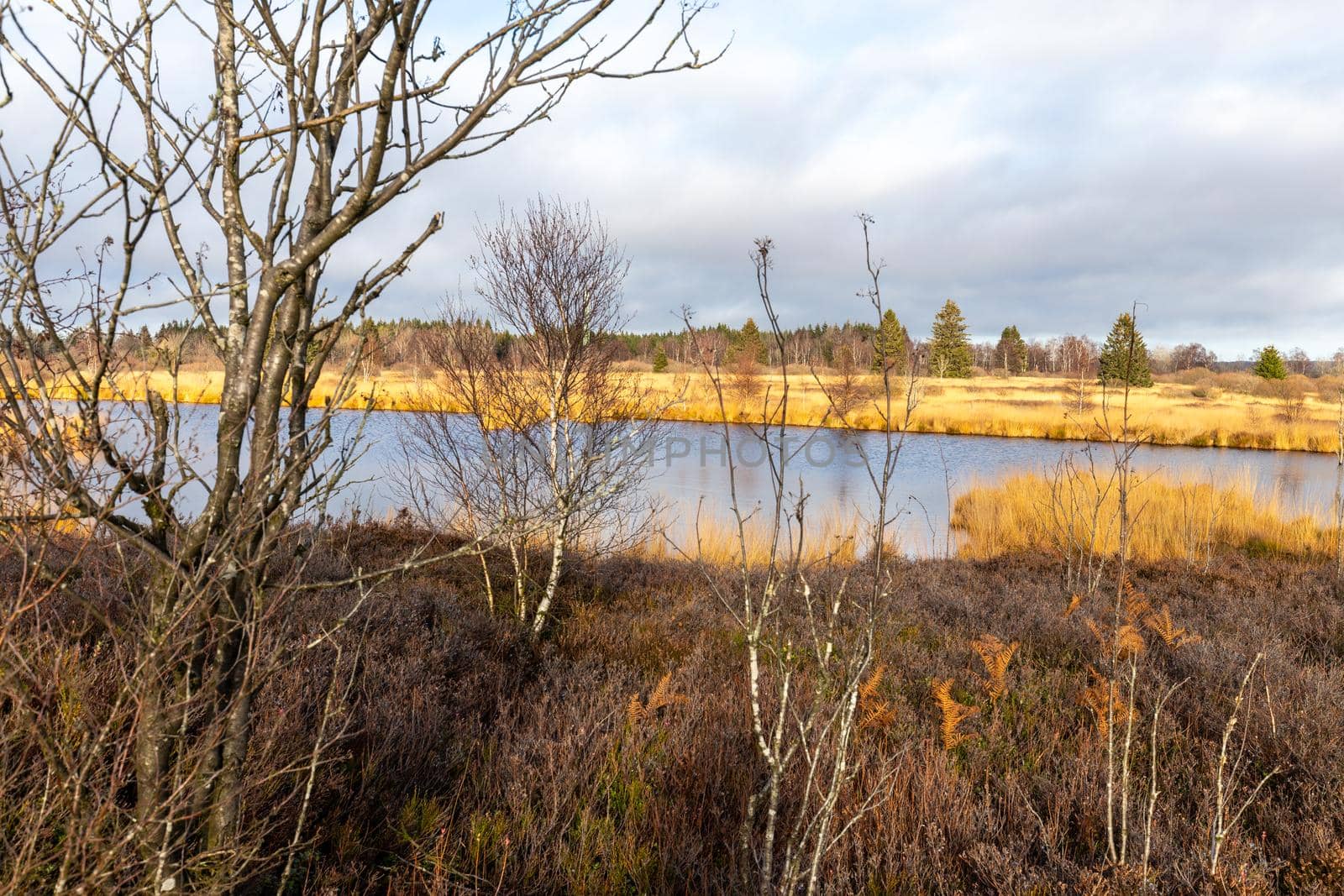 Swamp landscape in the High Fens in autumn 