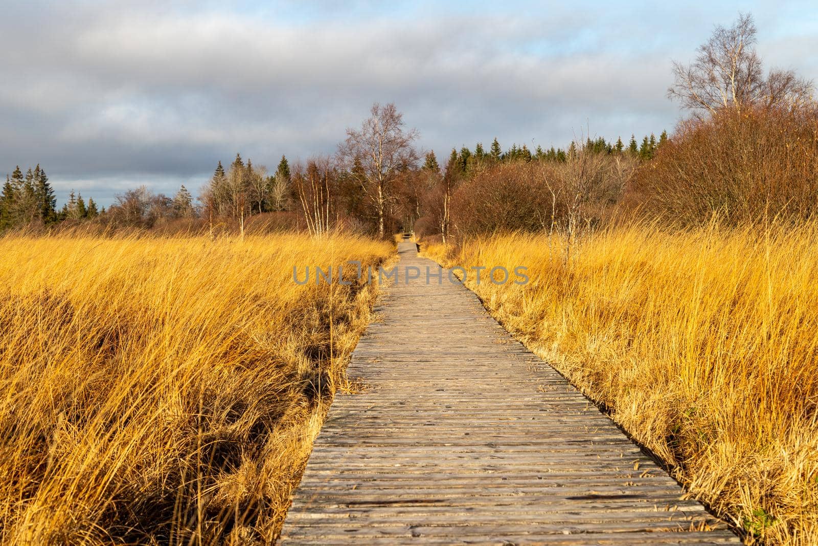 Boardwalk thought the moorland of the high fens in Belgium by reinerc