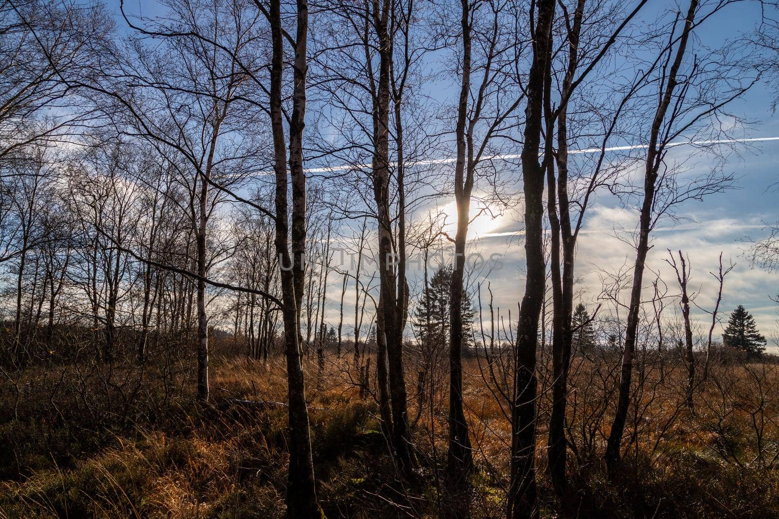 Blue sky and tree against the light in the High Fens by reinerc