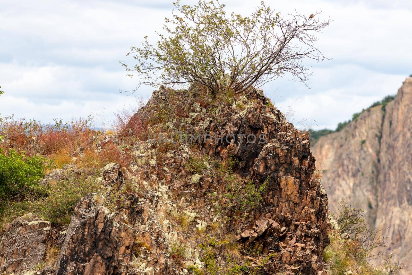 View at rock with sparse vegetation and bush growing on top