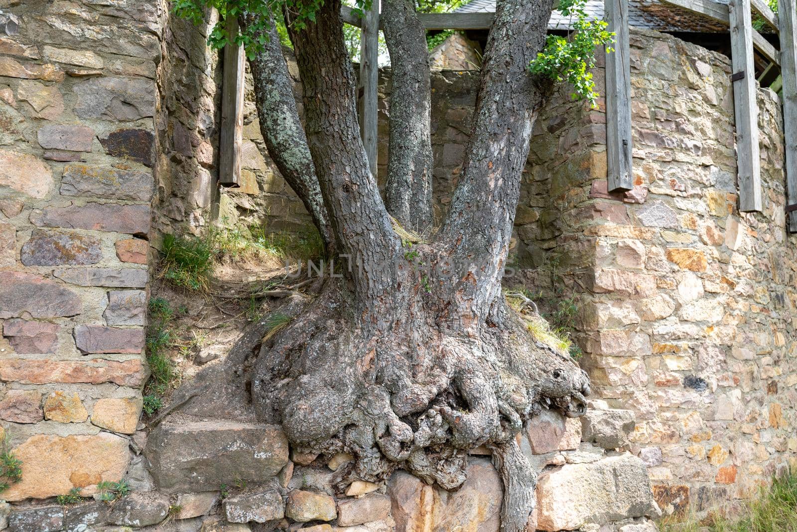 Unusual tree growing out of a historic wall of castle ruin Rheingrafenstein