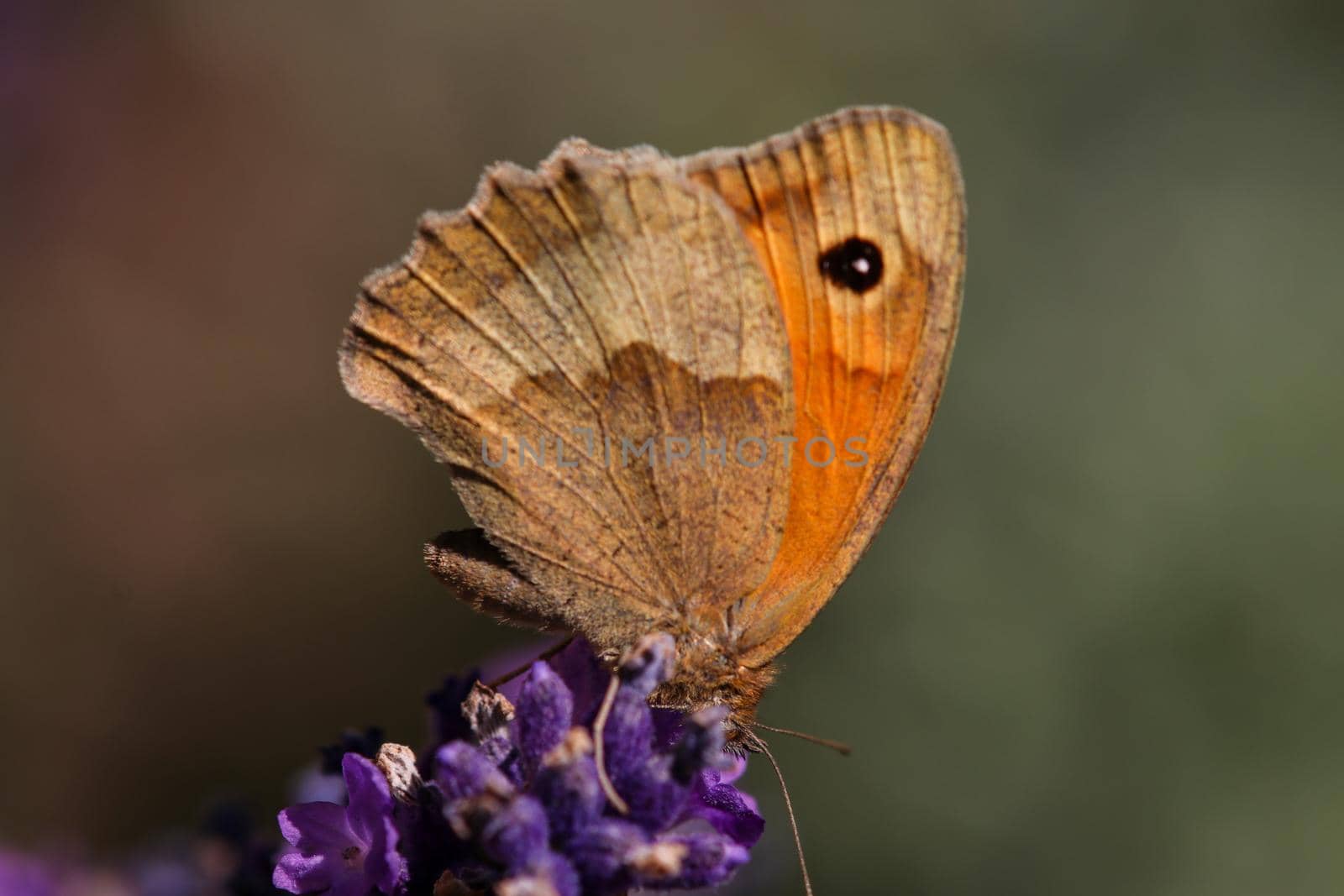 Meadow brown butterfly, Maniola jurtina,  on lavender blossom