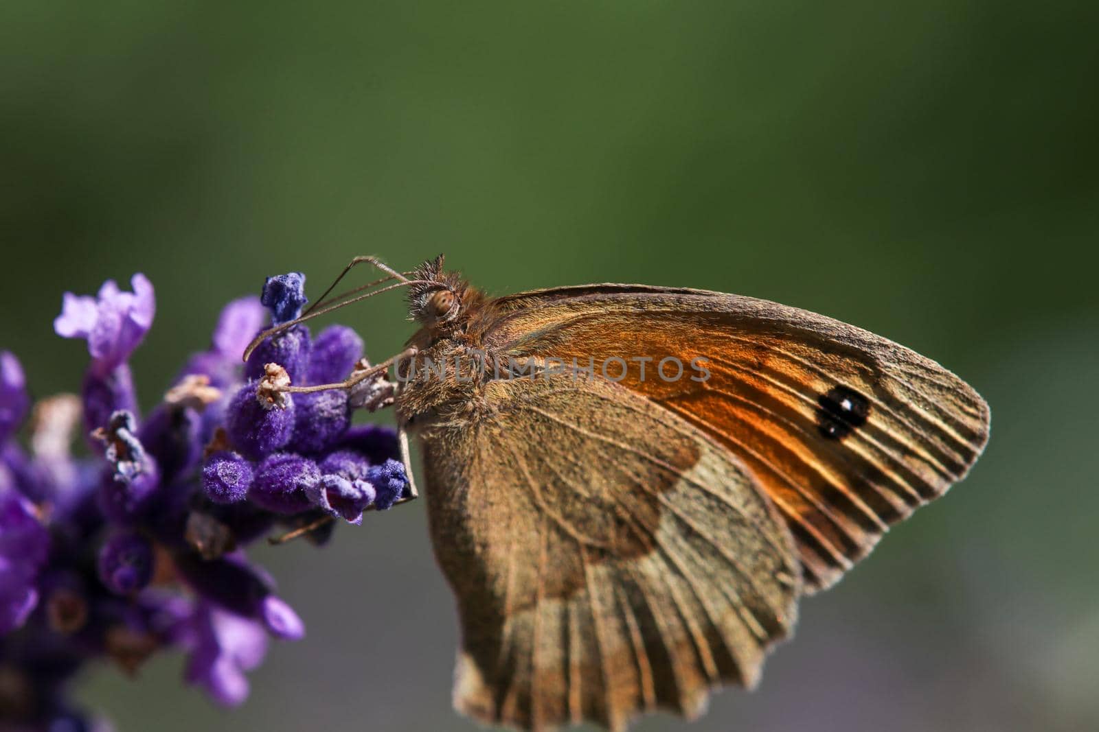 Meadow brown butterfly, Maniola jurtina by reinerc