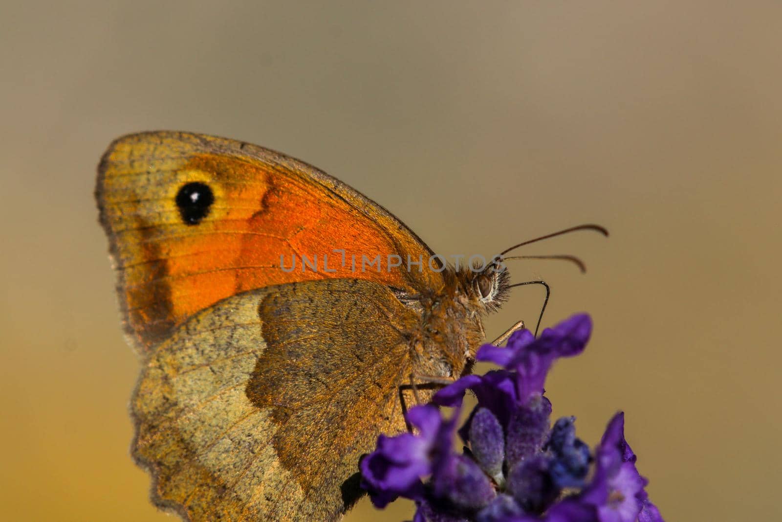 Meadow brown butterfly, Maniola jurtina by reinerc