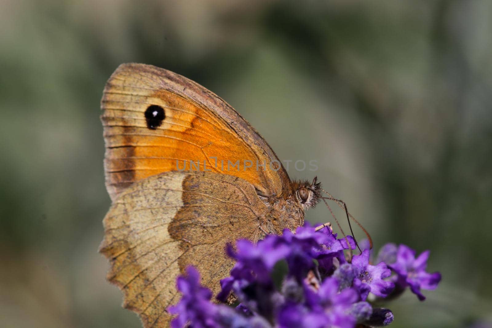 Meadow brown butterfly, Maniola jurtina,  on lavender blossom