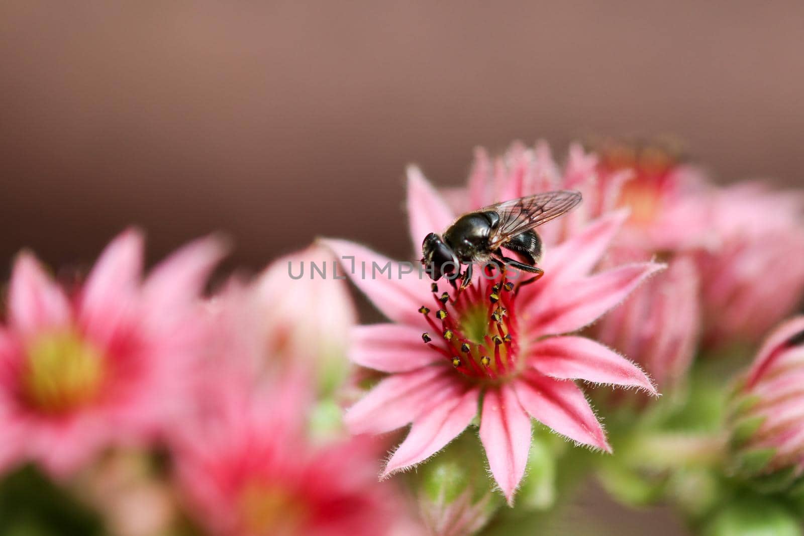 Close-up of bee sitting on blossom of common houseleek, Sempervivum tectorum