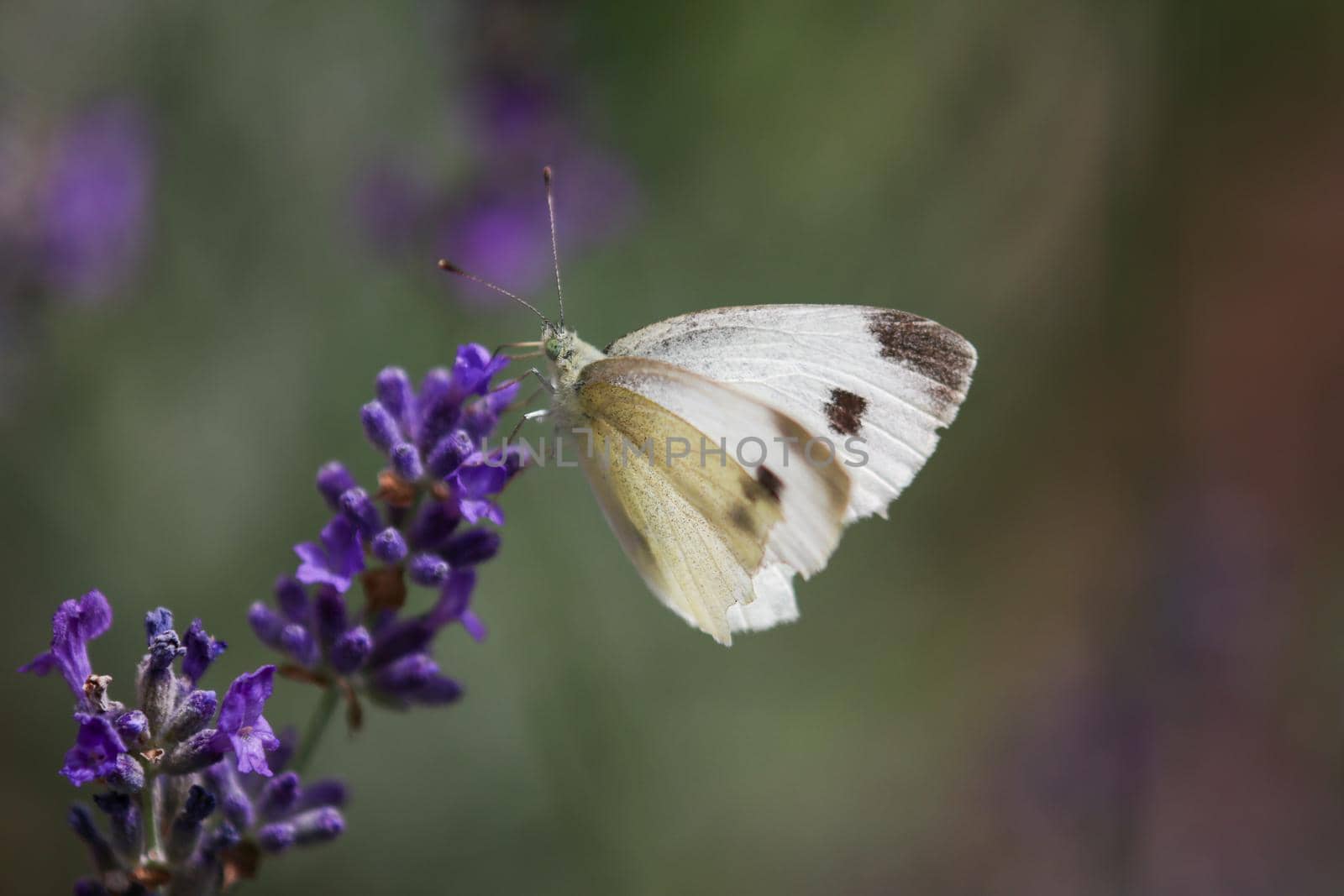 Cabbage White Butterfly, Pieris rapae sitting on purple lavender blossom