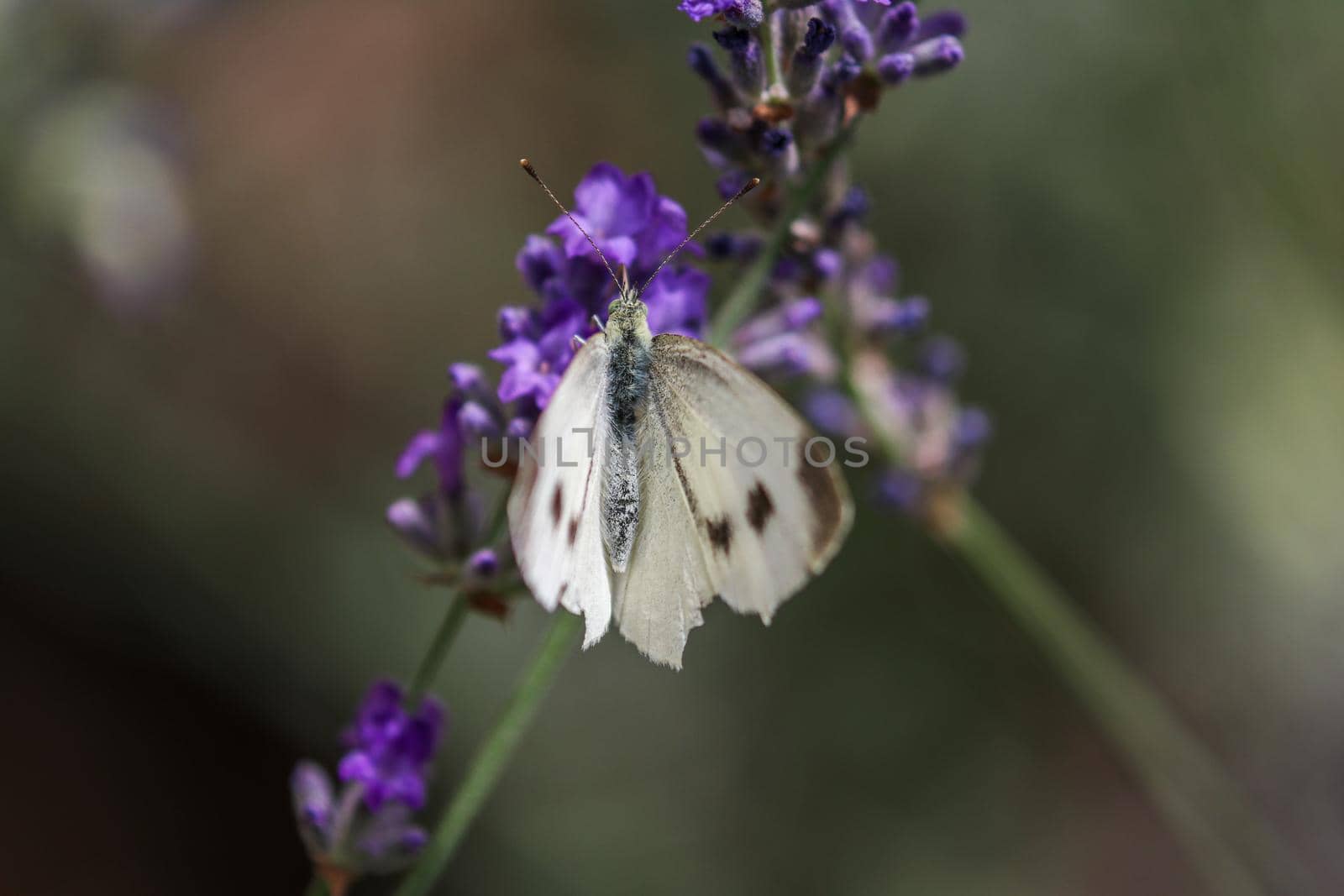 Cabbage White Butterfly, Pieris rapae sitting on purple lavender blossom