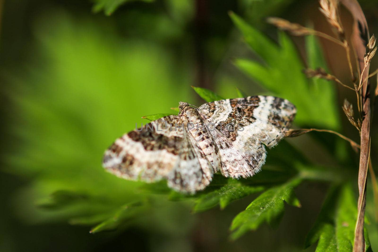 Common carpet moth, butterfly on green leaf by reinerc