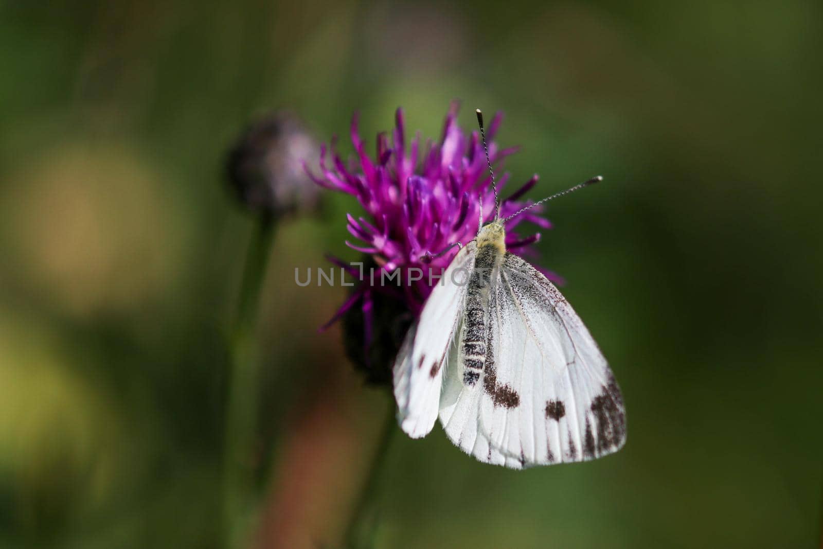 Cabbage white butterfly takes nectar from thistle blossom