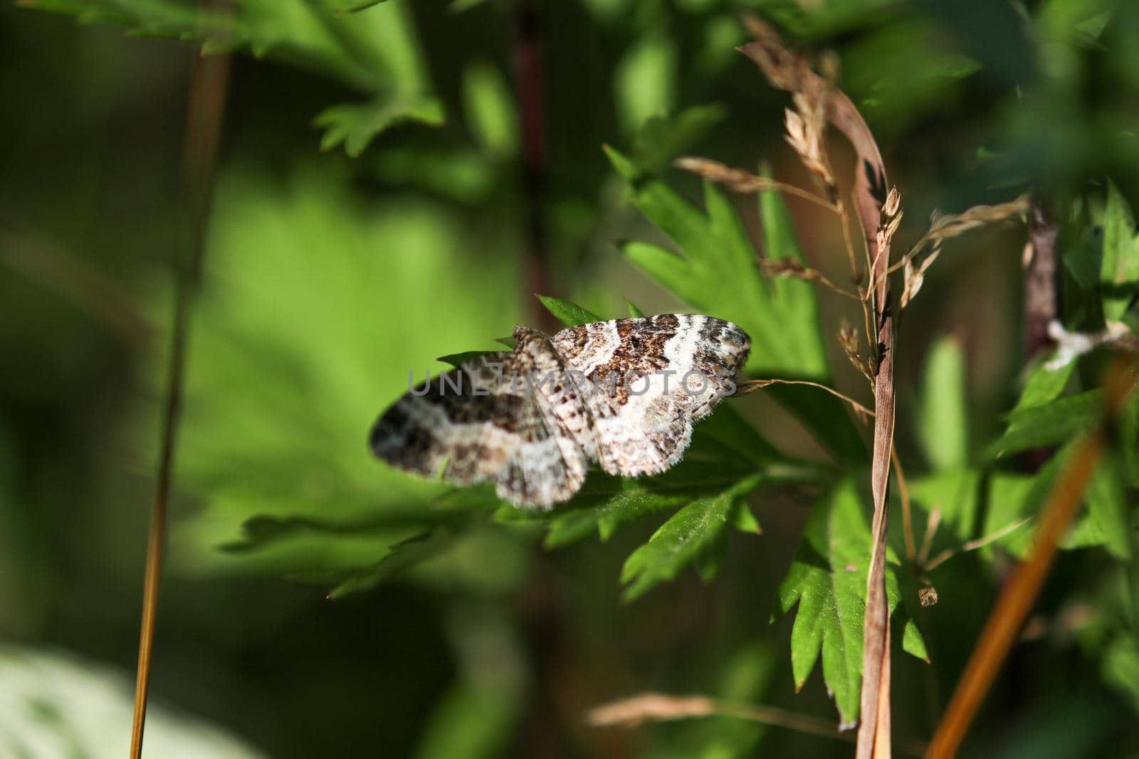 Common carpet moth, butterly on green leaf by reinerc