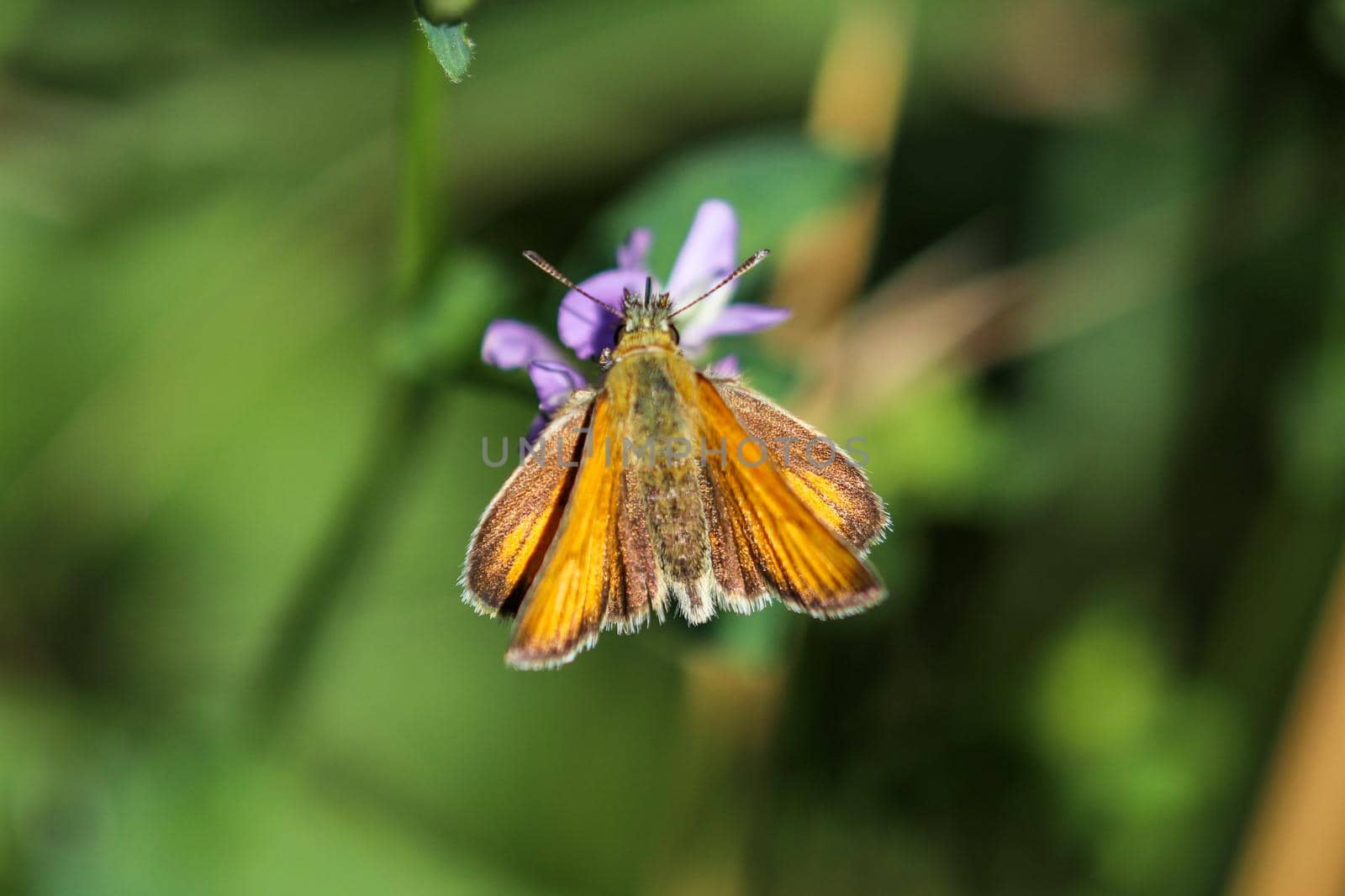 Lulworth skipper,Thymelicus acteon, on purple flower by reinerc