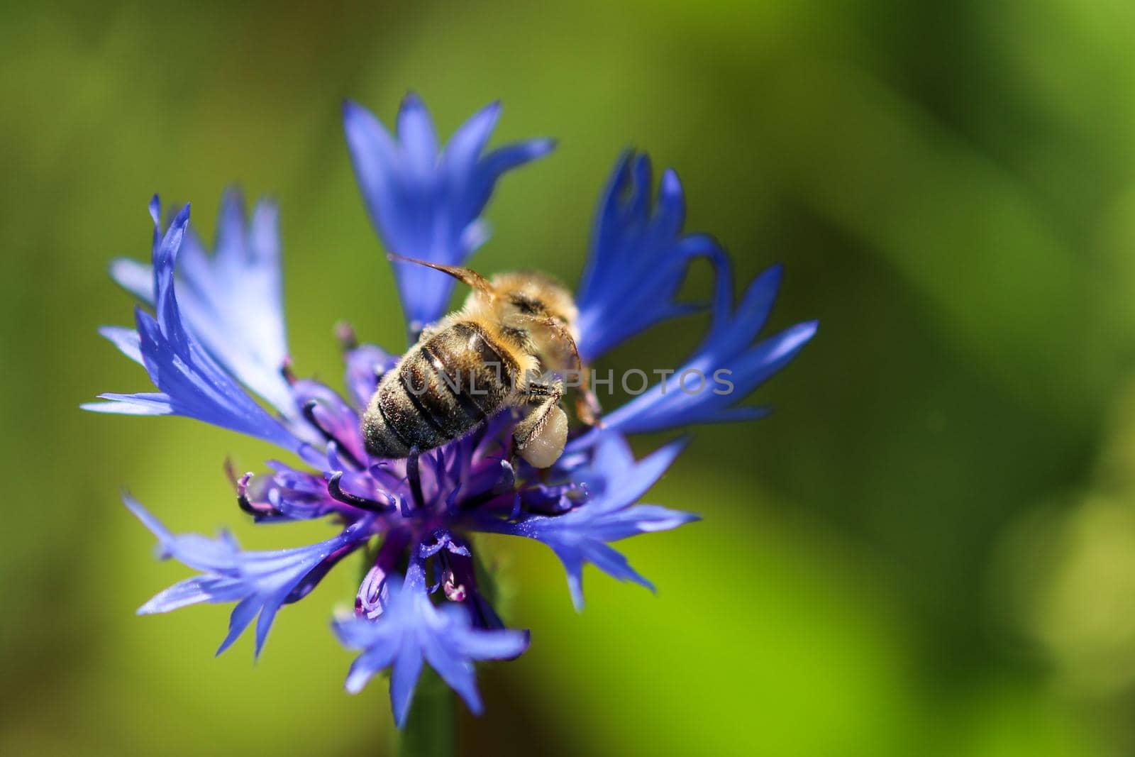 Bee takes nectar from blue cornflower blossom
