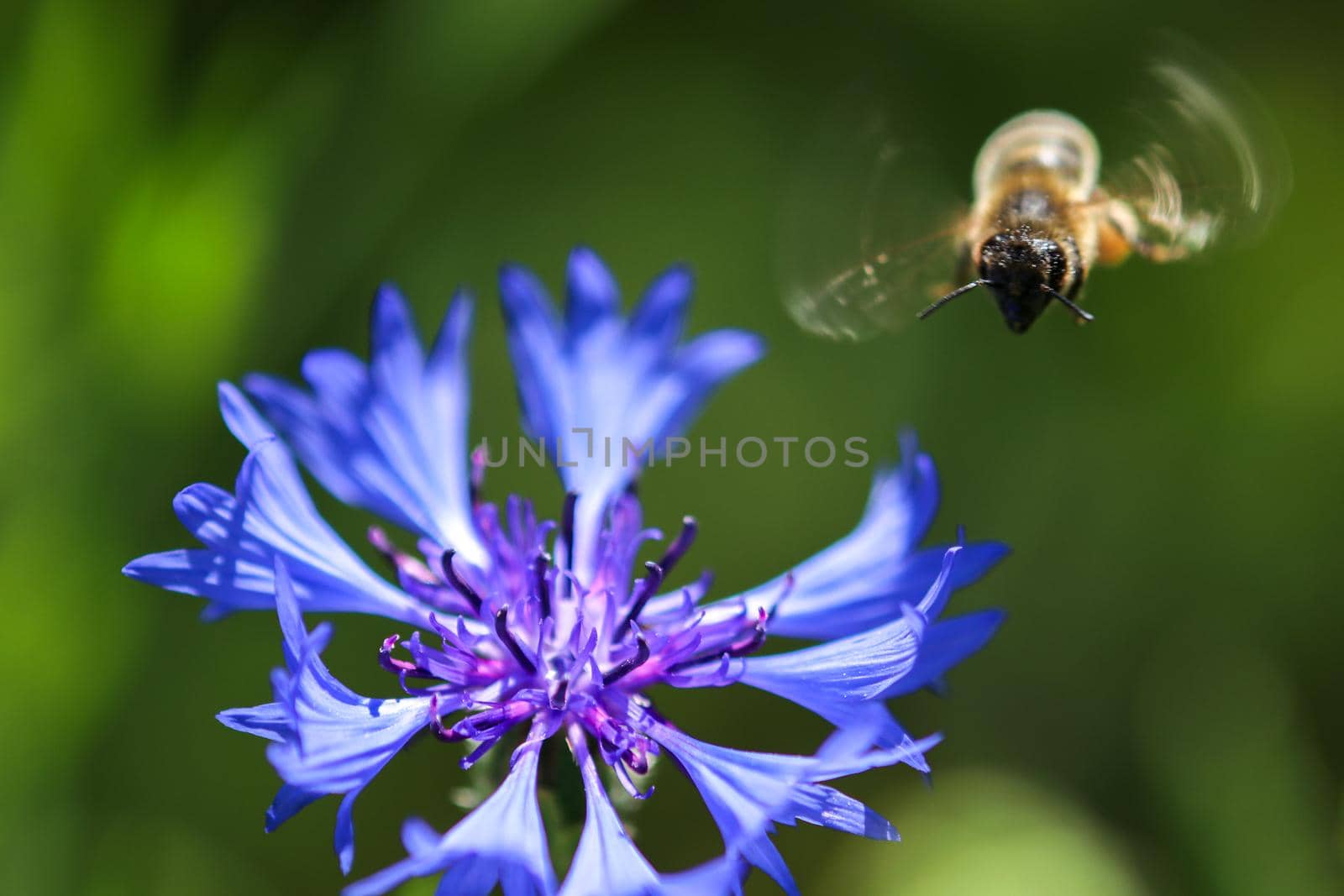 Flying bee nearby blue cornflower blossom