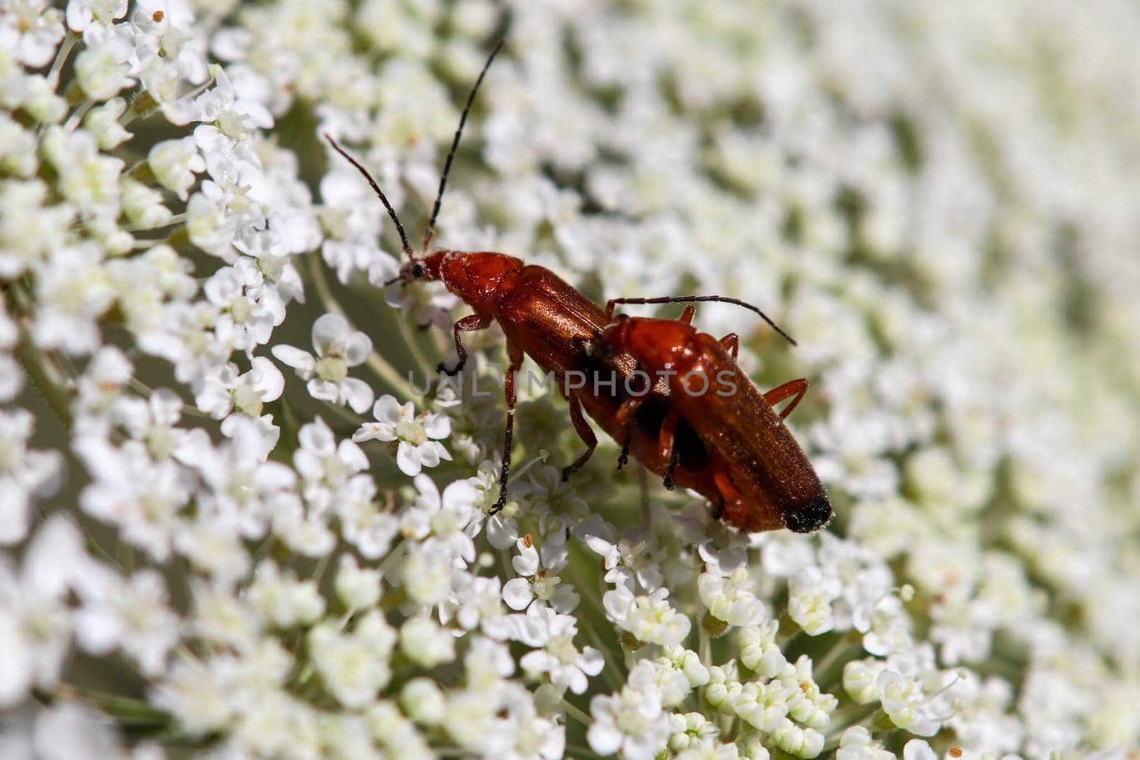 Black-tipped soldier beetle when mating by reinerc