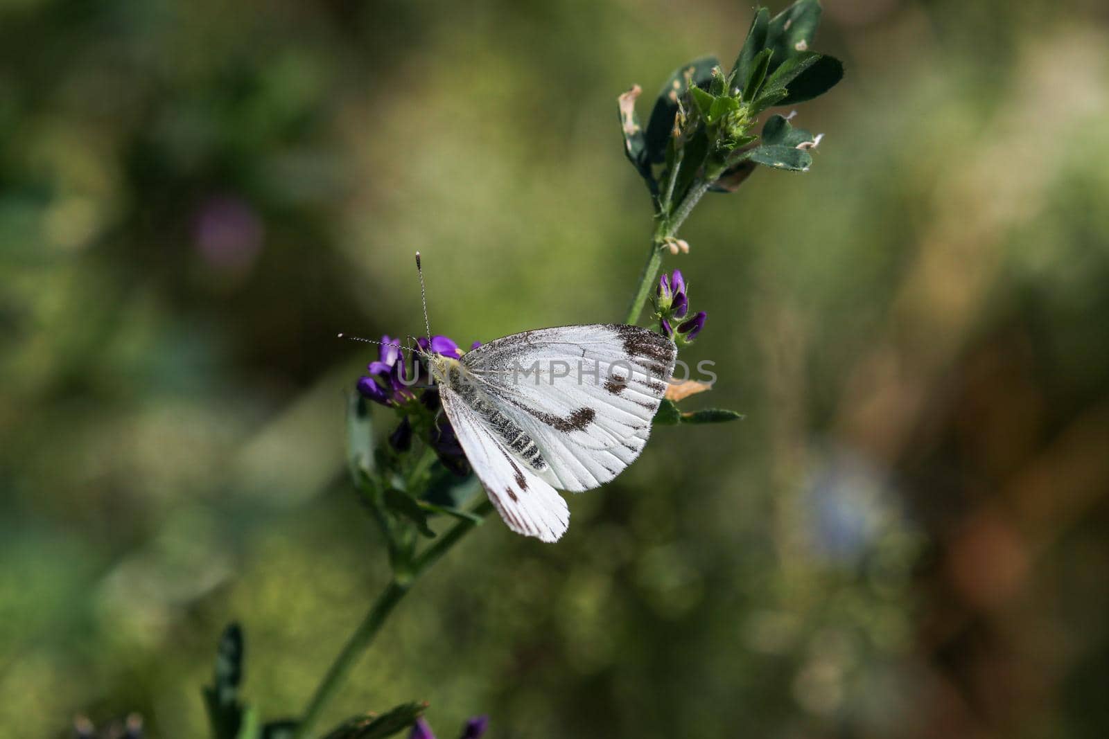 Close-up of cabbage white butterfly, pieris brassicae  by reinerc