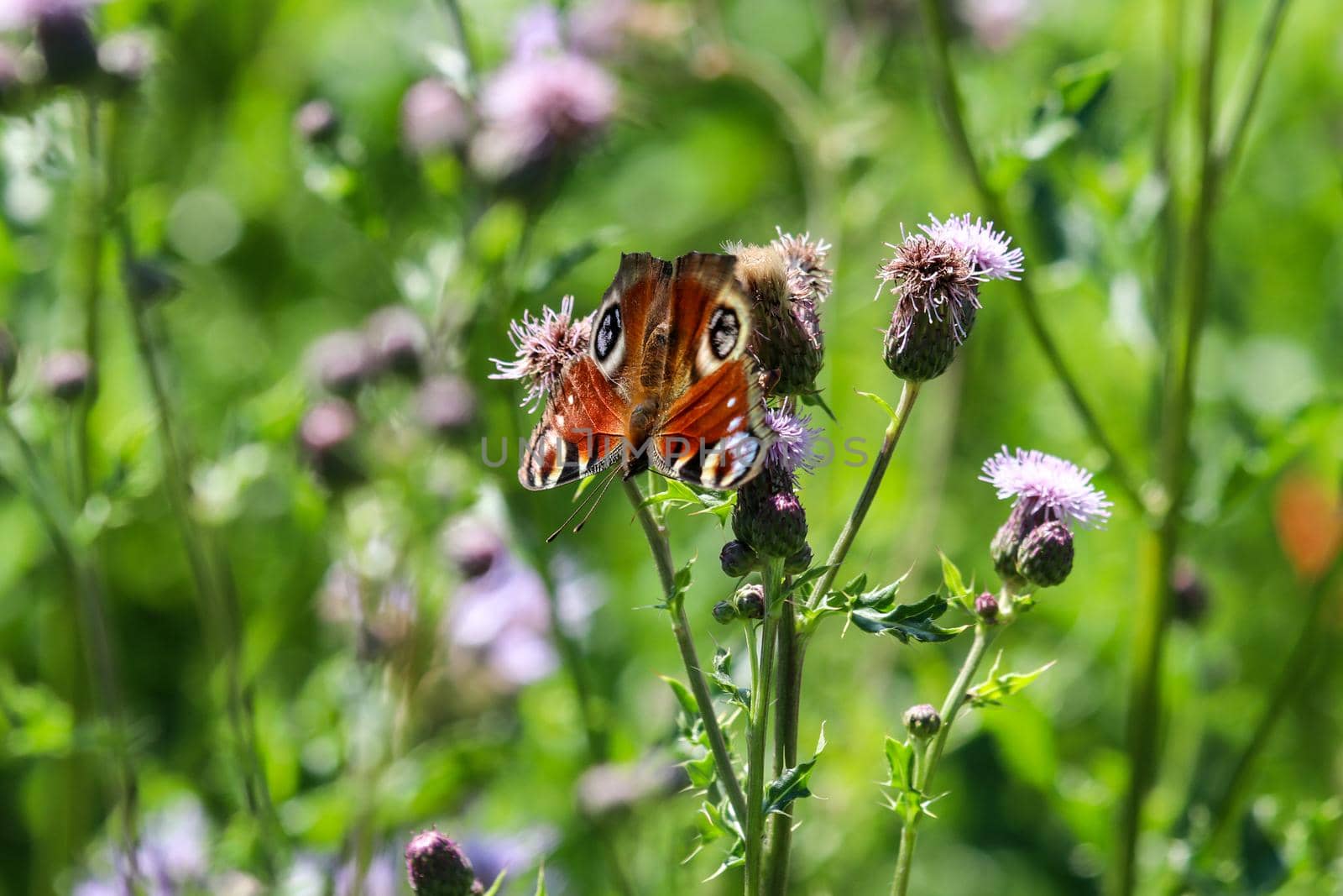 Peacock butterfly aglais io takes nectar from thistle blossom