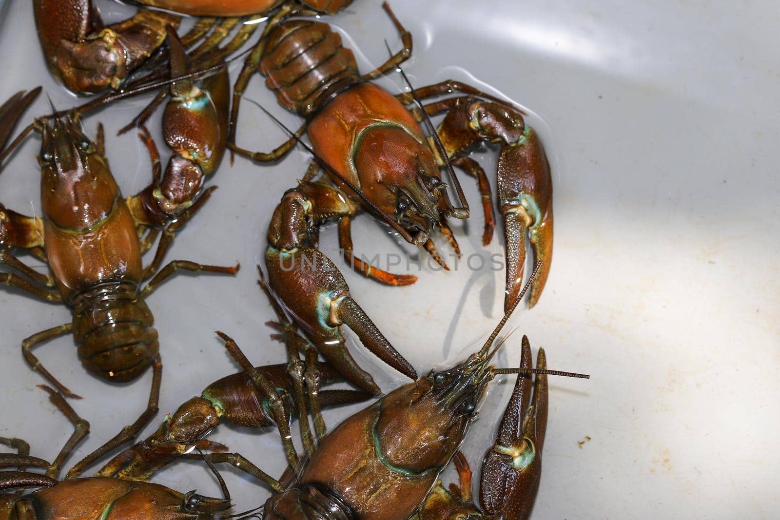 Several signal crayfish in a water tank by reinerc