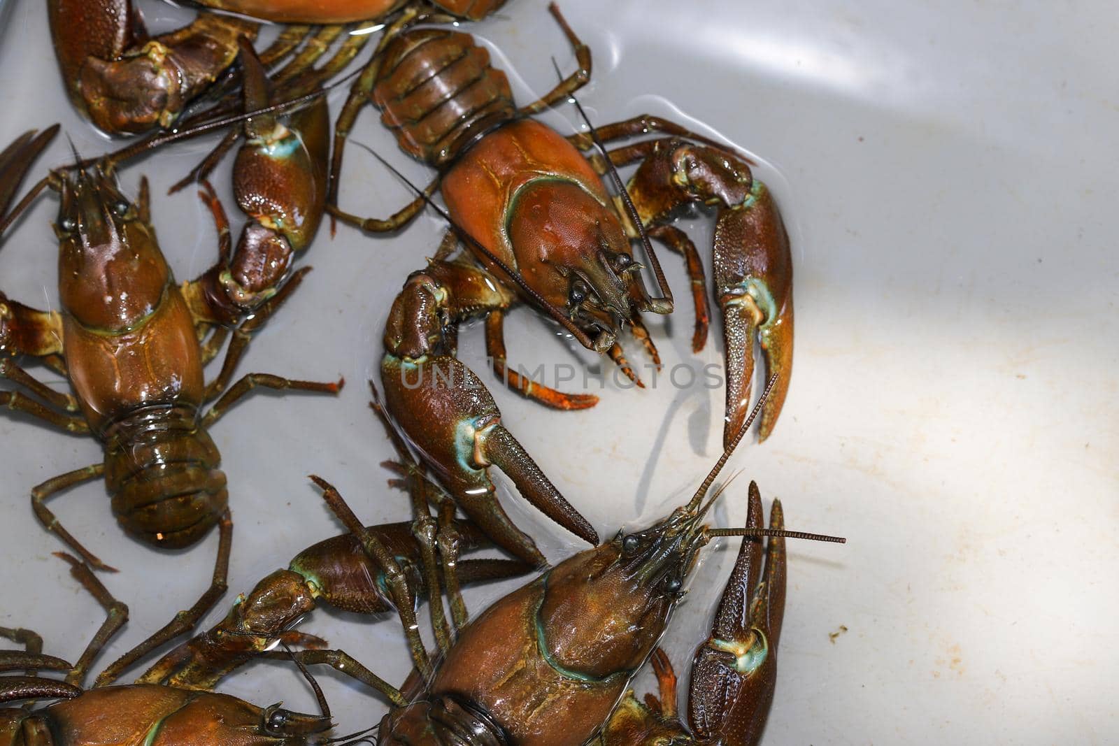 Several signal crayfish, Pacifastacus leniusculus,  in a water tank