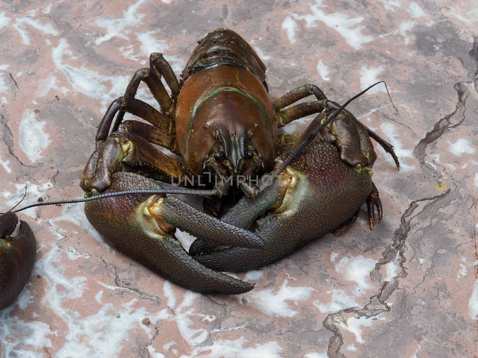 Close-up of signal crayfish, Pacifastacus leniusculus