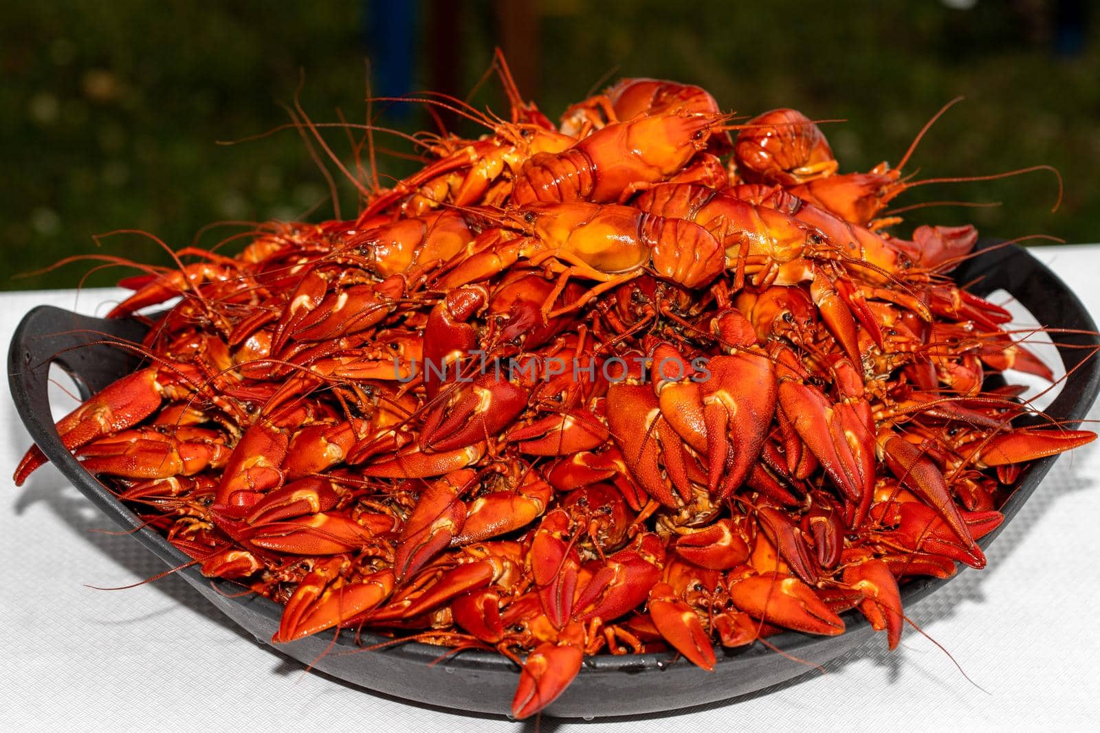 A lot of cooked signal crayfish, Pacifastacus leniusculus, ready to eat