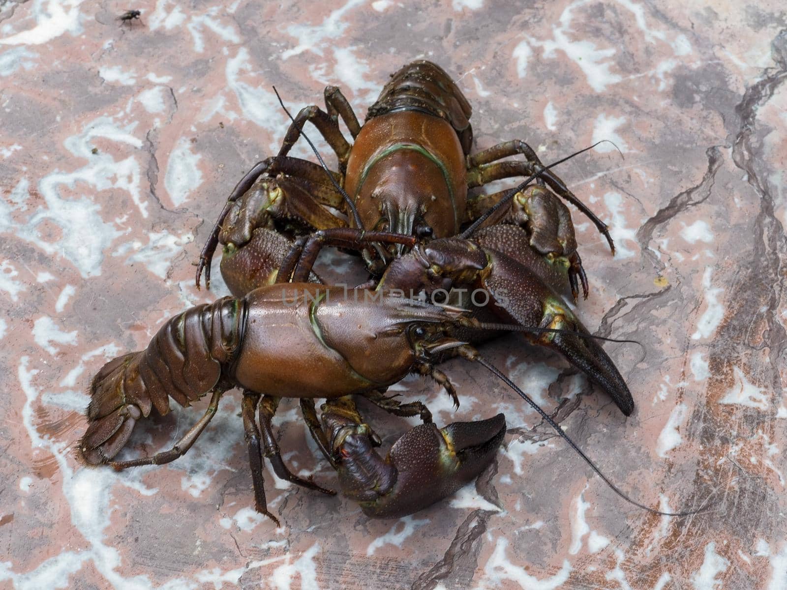 Close-up of two signal crayfish, Pacifastacus leniusculus