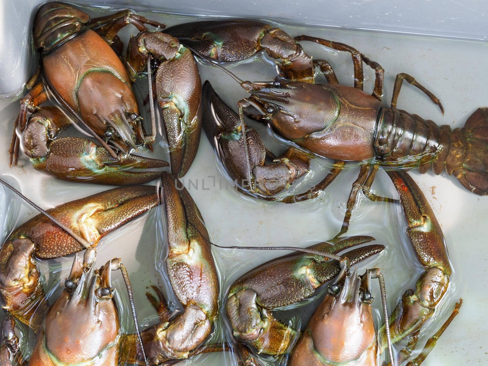 Several signal crayfish, Pacifastacus leniusculus,  in a water tank
