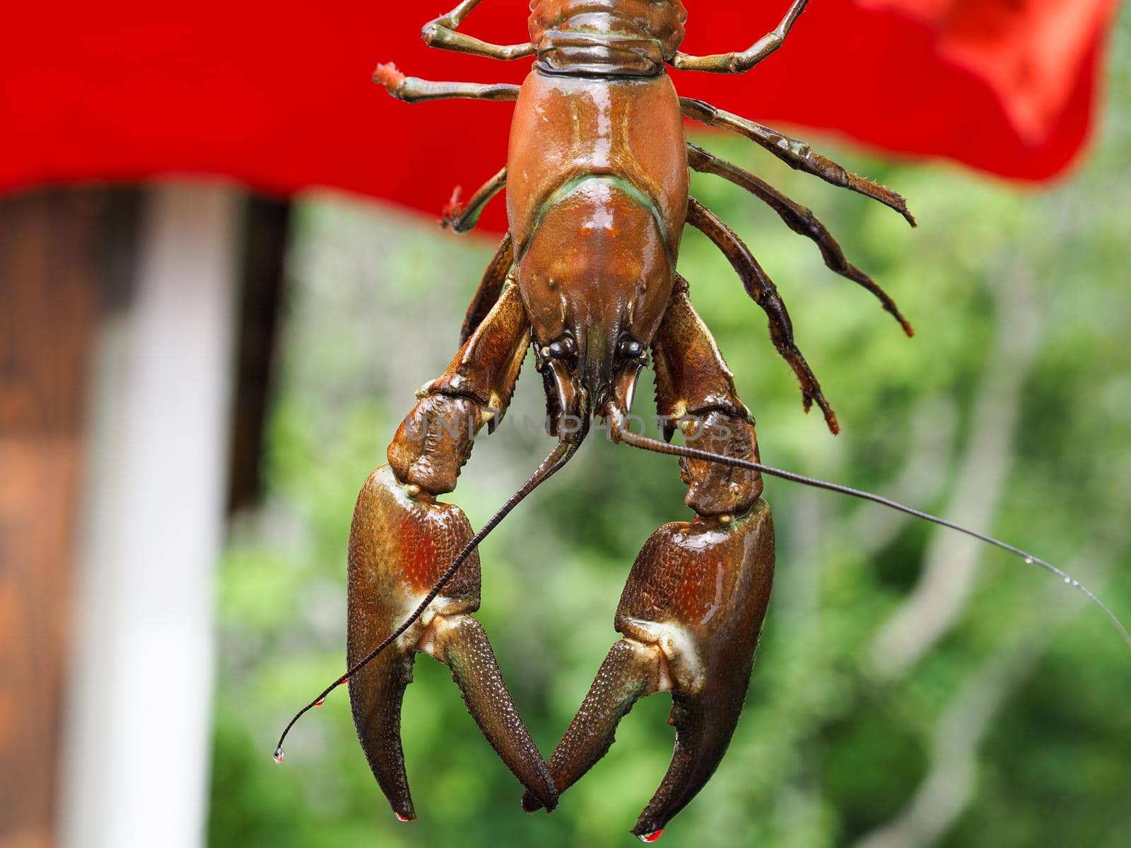 Close-up of signal crayfish, Pacifastacus leniusculus