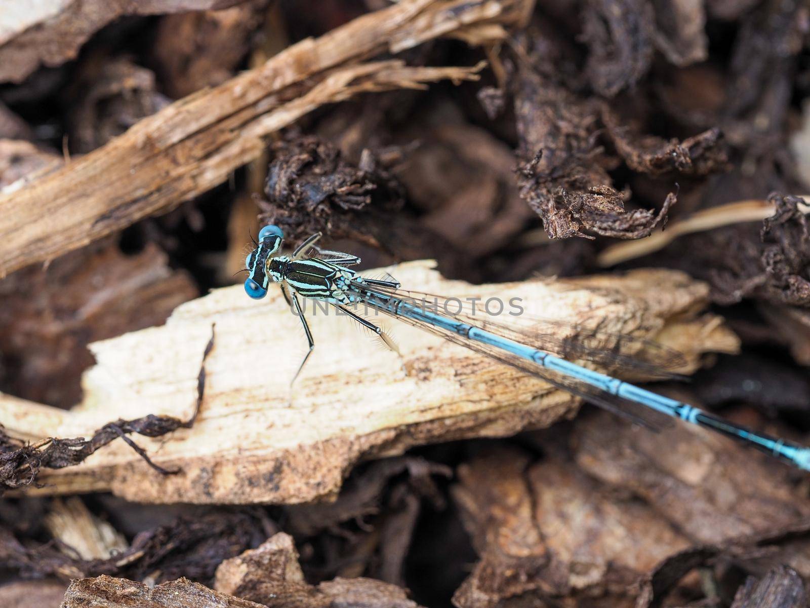 Blue featherleg dragonfly, platycnemis pennipes on a peace of wood