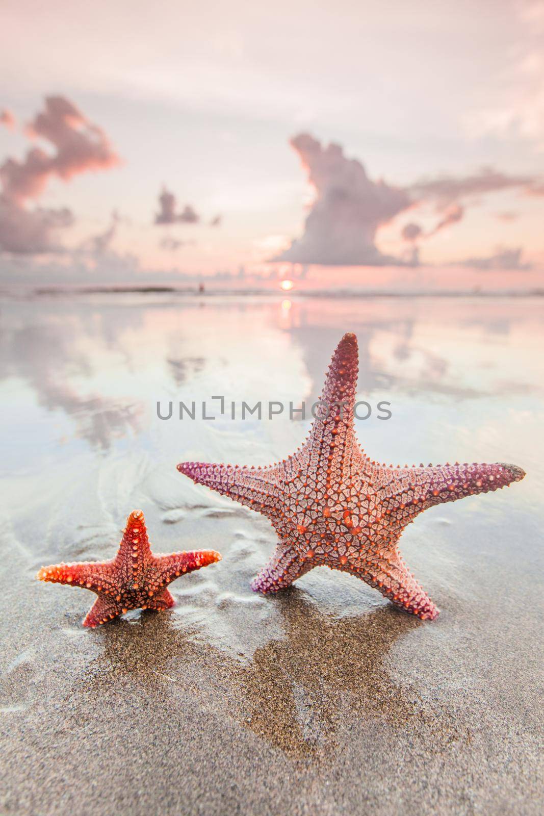 Two starfish on sea beach at sunset, Bali, Seminyak, Double six beach