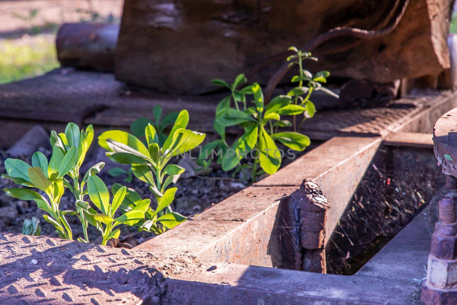 Close-up of young green trees growing through old car wreck. Abandoned car, Selective focus.