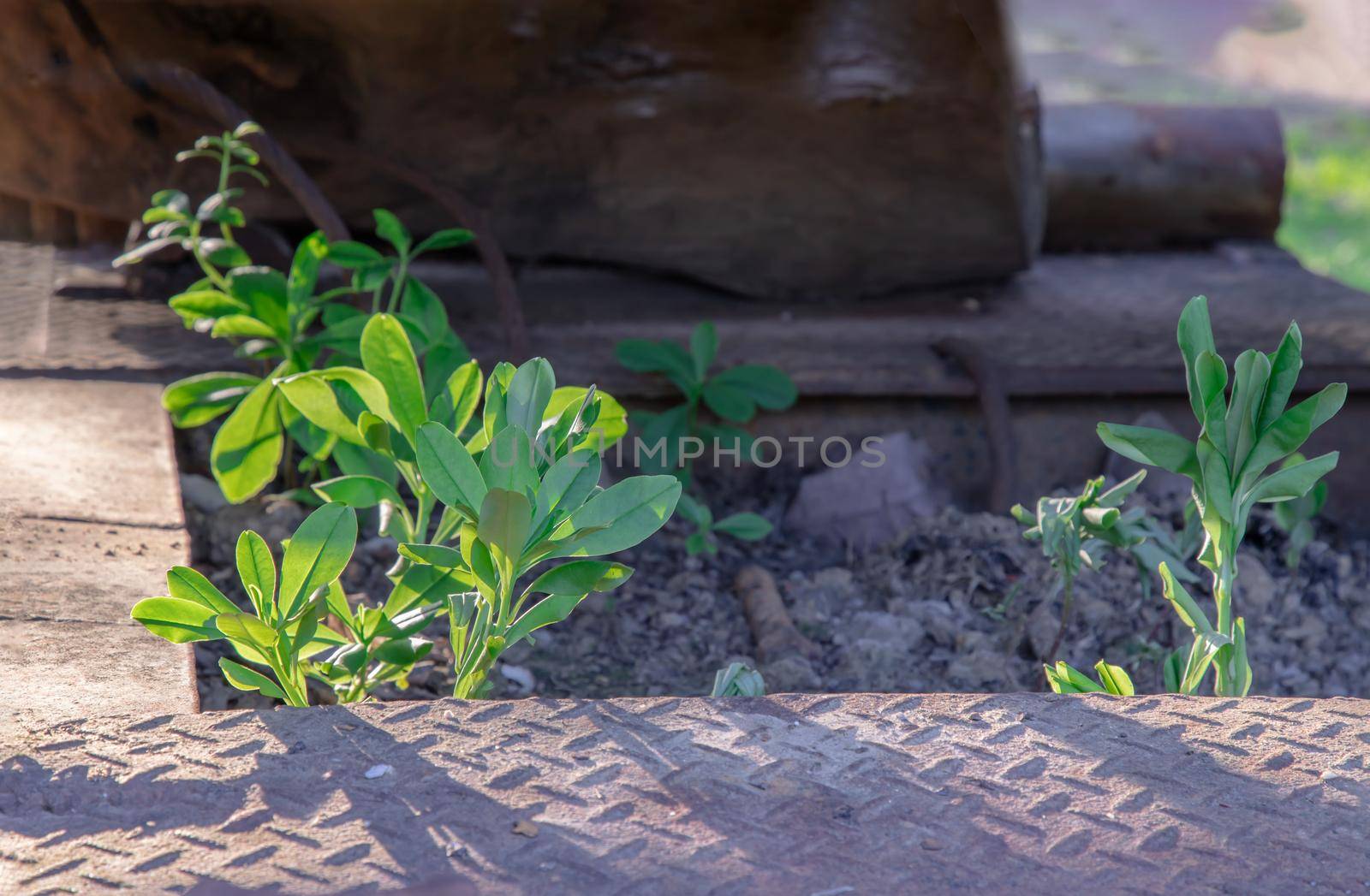 Close-up of young green trees growing through old car wreck. Abandoned car, Selective focus.
