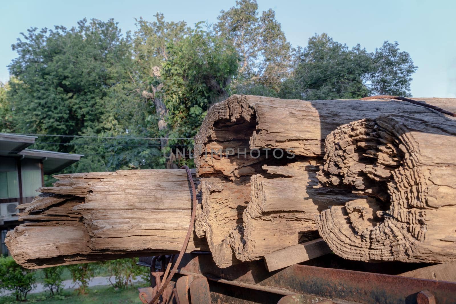 Close up of old big timber trunks background. Textured of The old trees is cut. Selective focus.