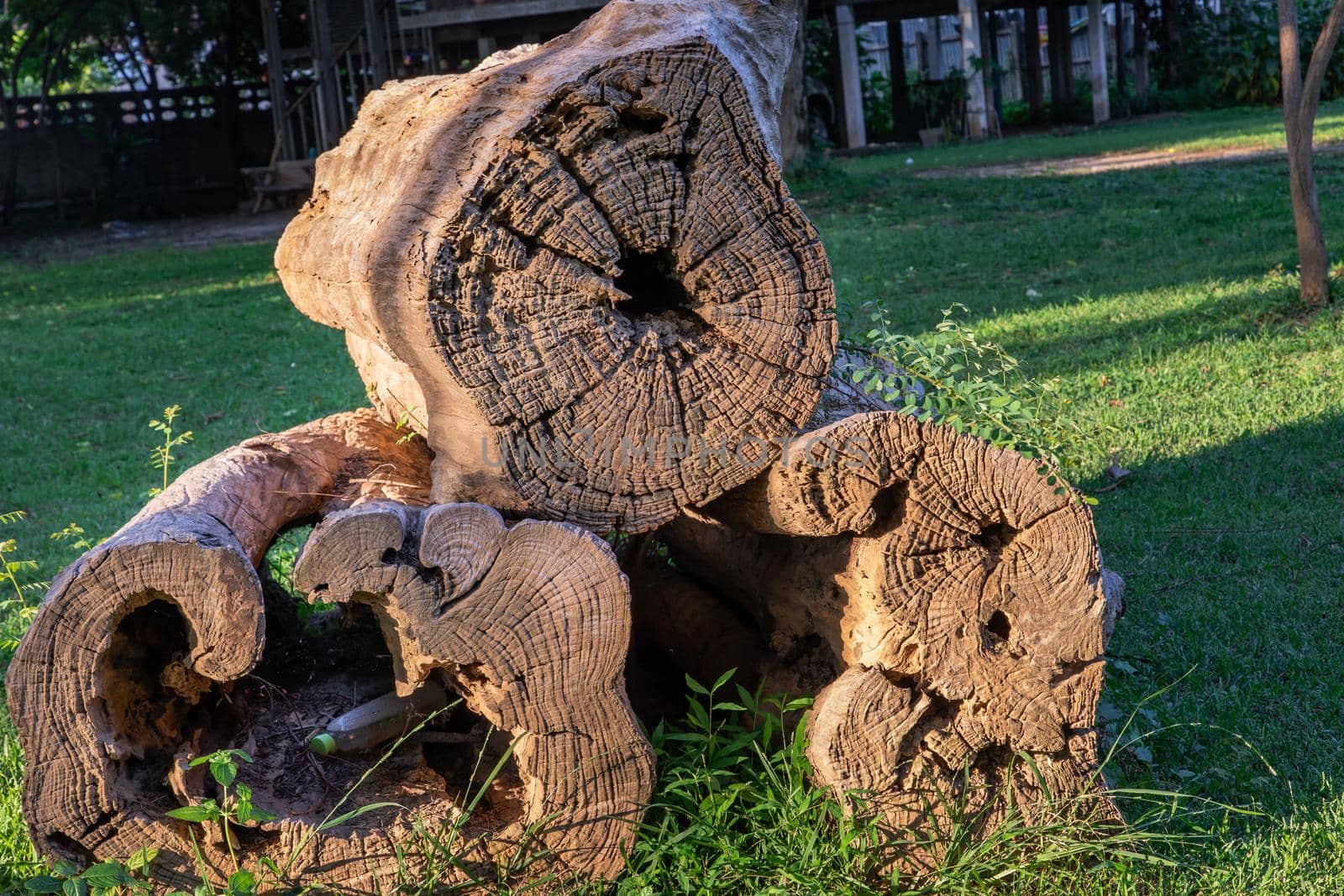 Old three big timber trunks on lawn background. Selective focus.