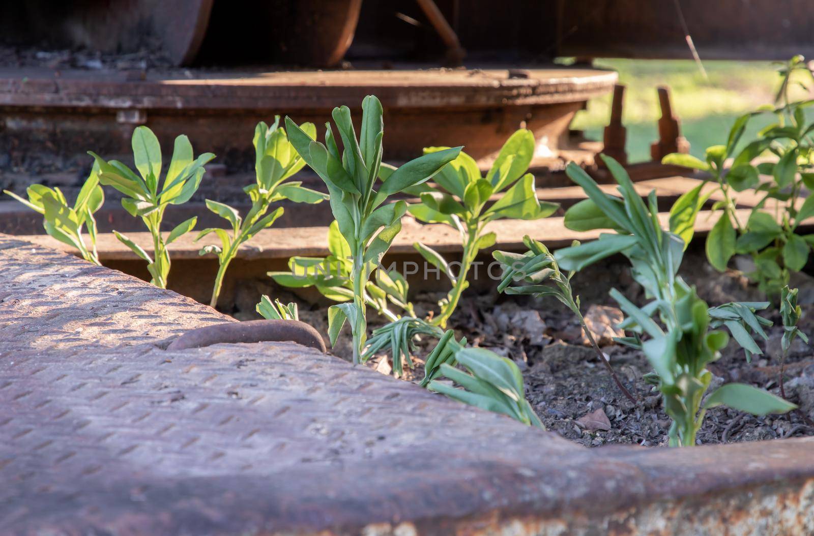Close-up of young green trees growing through old car wreck. Abandoned car, Selective focus.