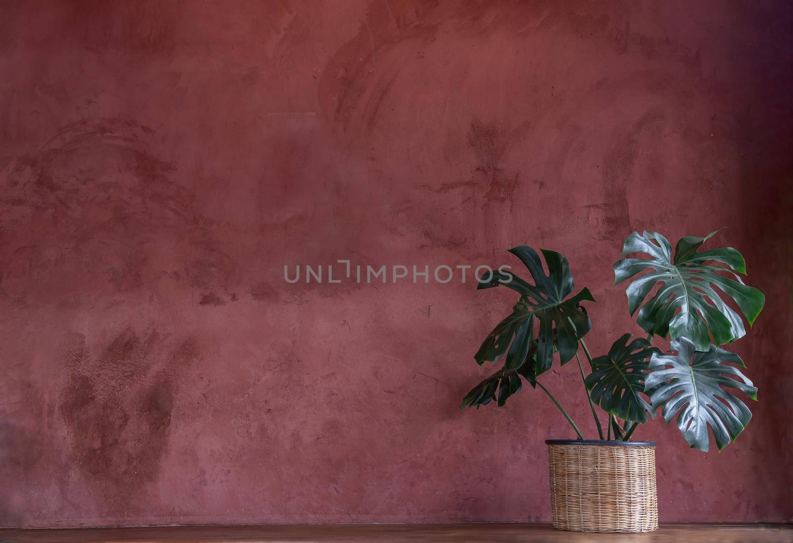 Monstera trees planted in rattan pot in cozy room The concept of minimalism. Hipster style room interior. Empty red wall and copy space. No focus, specifically.