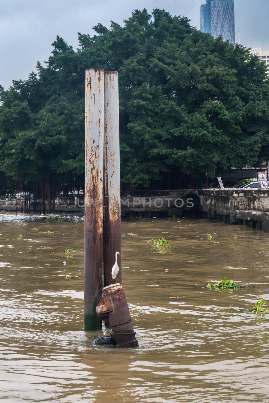 White egret bird perched on the Iron buoy at Chao Phraya River on sunny day. Selective focus.