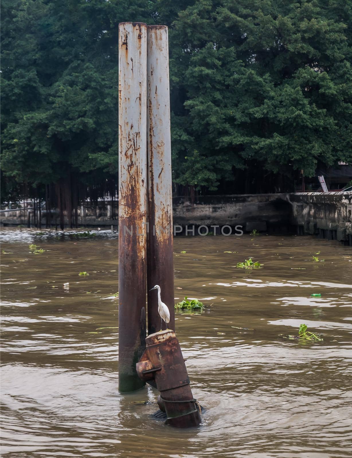 White egret bird perched on the Iron buoy at Chao Phraya River on sunny day. Focus and blur.